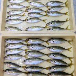 新年から鉄鋼団地でアジが絶好調なんです♪