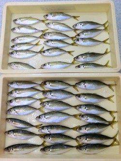 新年から鉄鋼団地でアジが絶好調なんです♪