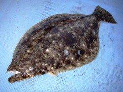 【串本カセ】今が旬の高級魚を釣りに行きませんか