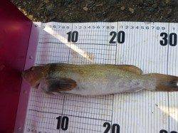 朝の兵突RT!　３３cmのポン！