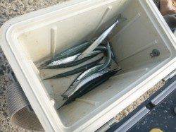 アジュール舞子サヨリ警報発動！【垂水店】