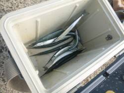 アジュール舞子サヨリ警報発動！【垂水店】