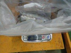 アオリイカ美味サイズGET♪　白浜地磯のヤエン釣り