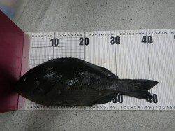 やった〜！串本須江でグレ釣れました！