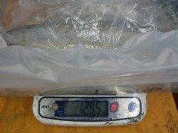 椿地磯にてヤエン釣り　4ハイで総重量2.66ｋｇ！