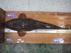 紀ノ川河口でＢＩＧマゴチ！！