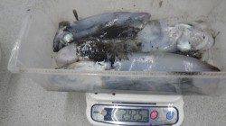 椿地磯のウキ釣りで新年初アオリイカ♪