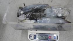 椿地磯のウキ釣りで新年初アオリイカ♪