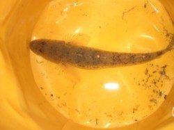 兵突にて釣り大好き少年が良型ハゼをゲット！