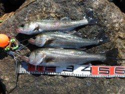 【エビ撒き好調♪】南芦屋浜