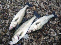 エビ撒き好調継続中!!　泉大津RT30日あさ