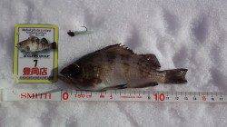 京丹後西部エリアでメバル狙いの釣行