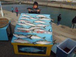 マリーナシティ海洋釣り堀 ハマチ18尾で満足釣果