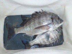 【6日マリーナシティ】オキアミフカセでチヌ40&25♪