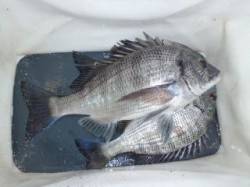 【6日マリーナシティ】オキアミフカセでチヌ…