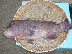 釣り公園でなんとコブダイ70cm！カキのぶっ込み釣りです！