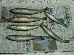 淡路佐野での投げ釣り、キス狙い、厳しい釣行が続きそう？