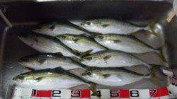 香住西港 カゴ釣りでハマチ3人で20匹の大漁釣果！