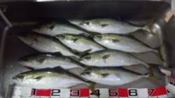 香住西港 カゴ釣りでハマチ3人で20匹の大…