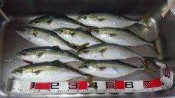 香住西港 カゴ釣りでハマチ3人で20匹の大漁釣果！