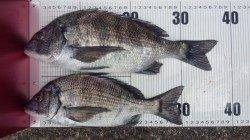 京丹後中部エリア、グレ狙いでしたが、チヌの釣果