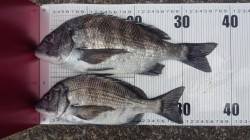 京丹後中部エリア、グレ狙いでしたが、チヌの…