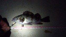 京丹後中部エリア、今年初のメバリング釣果☆