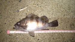 浅茂川漁港でのメバリング釣果情報