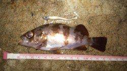 浅茂川漁港でのメバリング釣果情報