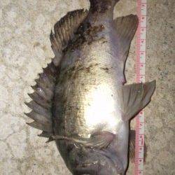 浅茂川でメバリング★アタリ多数です