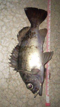 浅茂川でメバリング★アタリ多数です