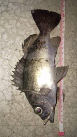 浅茂川でメバリング★アタリ多数です