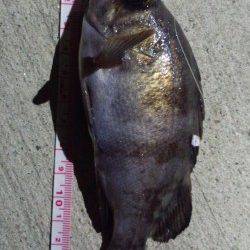 浅茂川でメバリング★アタリ多数です