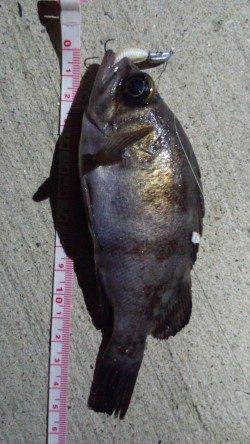 浅茂川でメバリング★アタリ多数です