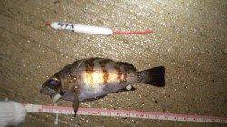 浅茂川漁港で朝まづめのメバル狙い