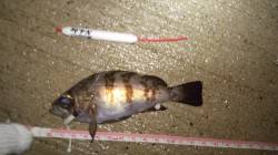 浅茂川漁港で朝まづめのメバル狙い