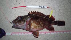 京丹後中部エリアで朝マズメ狙いでメバリング…