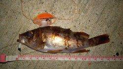 磯場で20overがきました☆浅茂川漁港周辺のメバリング