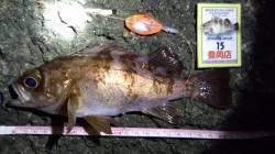 磯場で20overがきました☆浅茂川漁港周…