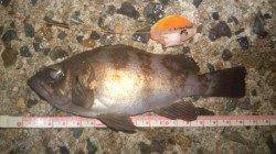 浅茂川 メバリングでメバル16cm