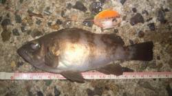 浅茂川 メバリングでメバル16cm