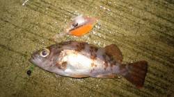 浅茂川のメバリング　アタリ頻発でしたが・・…