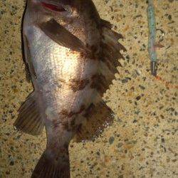 メバル16㎝＆14㎝ 　in　浅茂川