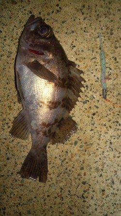 メバル16㎝＆14㎝ 　in　浅茂川