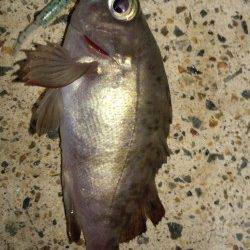 メバル16㎝＆14㎝ 　in　浅茂川