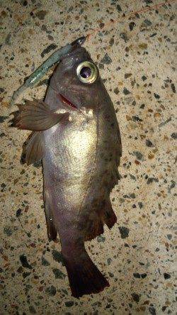 メバル16㎝＆14㎝ 　in　浅茂川