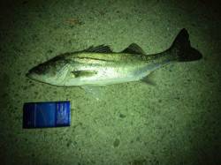 大蔵海岸でのメバリング～ＨＩＴしたのはシー…