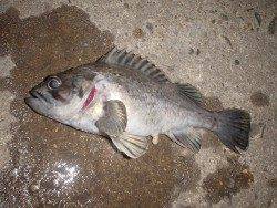 紀ノ川河口周辺 レアなクロソイと良型タケノコメバル！