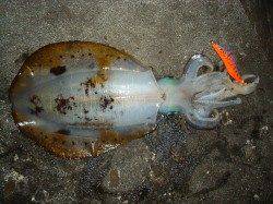 底べったりでキロＵＰのりました♪♪　串本地磯でのエギング