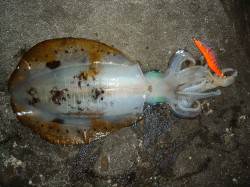 底べったりでキロＵＰのりました♪♪　串本地…